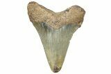 Serrated Angustidens Tooth - Megalodon Ancestor #308021-1